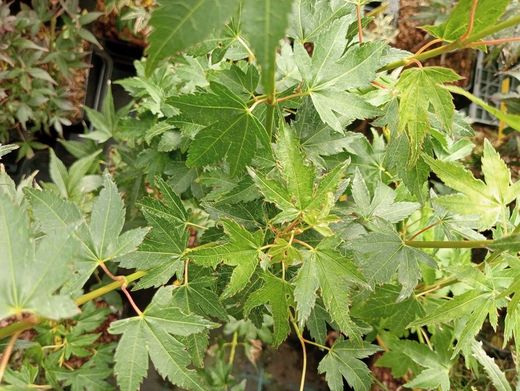 Acer palmatum "Peve multicolor"
