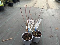 Acer palmatum "Phoenix"