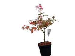 Acer palmatum "Pink passion" o "Shirazz"