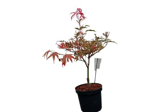 Acer palmatum "Pink passion" o "Shirazz"