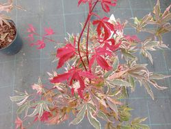 Acer palmatum "Pink passion" o "Shirazz"