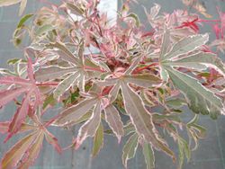 Acer palmatum "Pink passion" o "Shirazz"