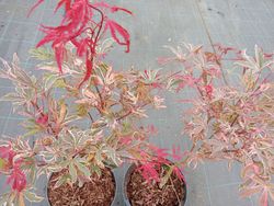 Acer palmatum "Pink passion" o "Shirazz"