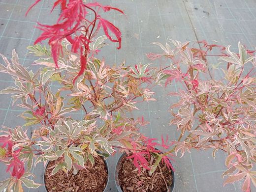 Acer palmatum "Pink passion" o "Shirazz"