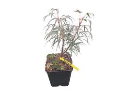 Acer palmatum "Pung kil"