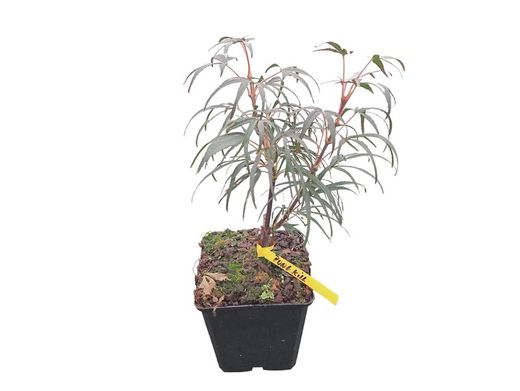 Acer palmatum "Pung kil"