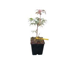 Acer palmatum "Rainbow"