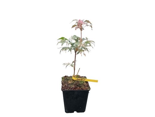 Acer palmatum "Rainbow"