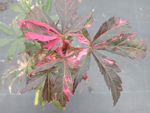 Acer palmatum "Rainbow"