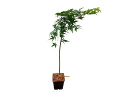 Acer palmatum "Ryu Sei"