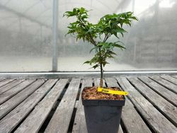 Acer palmatum "Seigen"