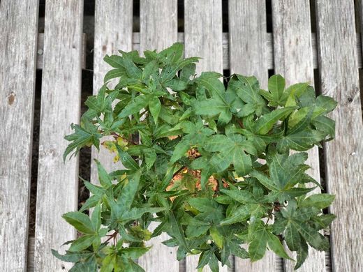 Acer palmatum "Seigen"