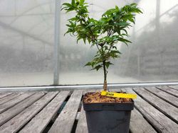 Acer palmatum "Seigen"