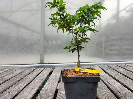 Acer palmatum "Seigen"