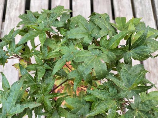 Acer palmatum "Seigen"