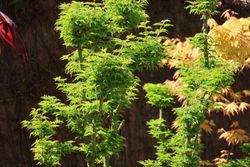 Acer palmatum "Shishigashira", Arce shishigashira