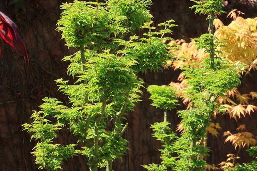 Acer palmatum "Shishigashira", Arce shishigashira