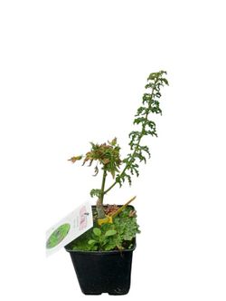 Acer palmatum "Shishigashira", Arce shishigashira