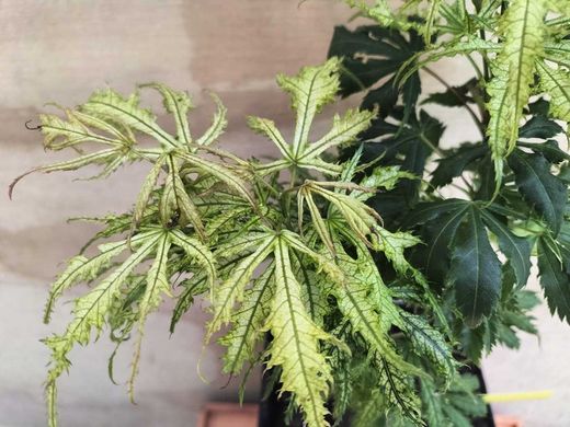 Acer palmatum Sister ghost