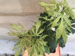 Acer palmatum Sister ghost