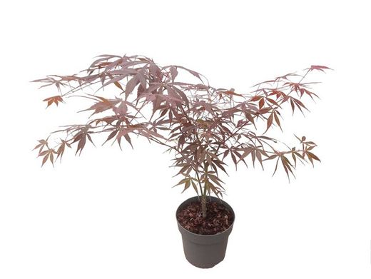 Acer palmatum "Sumi nagashi"