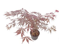 Acer palmatum "Sumi nagashi"