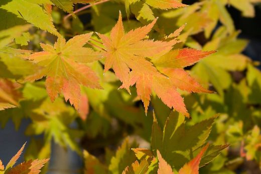 Acer palmatum "Summer gold"