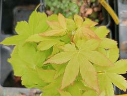 Acer palmatum "Summer gold"