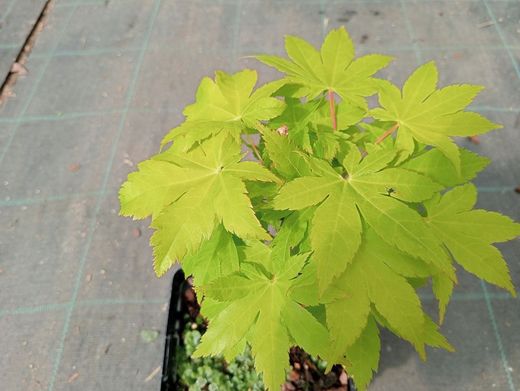 Acer palmatum "Summer gold"