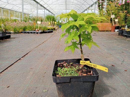 Acer palmatum "Summer gold"