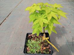 Acer palmatum "Summer gold"