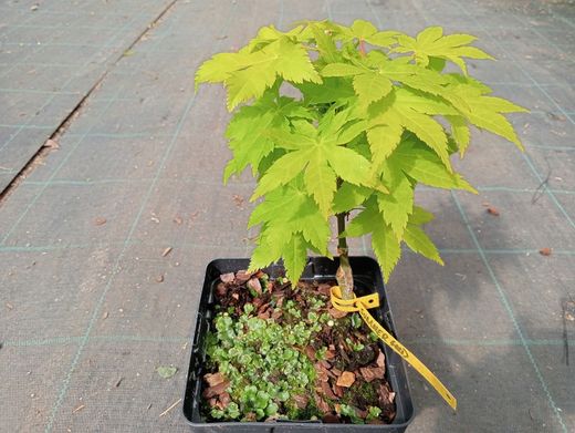 Acer palmatum "Summer gold"