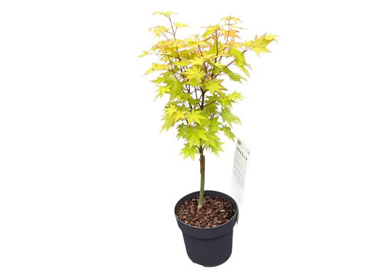 Acer palmatum "Summer gold"