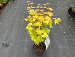 Acer palmatum "Summer gold"