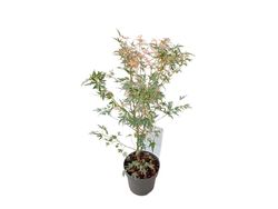 Acer palmatum "Taylor"