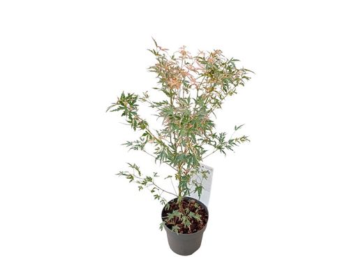 Acer palmatum "Taylor"