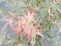 Acer palmatum "Taylor"