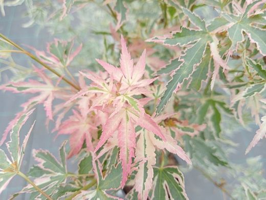 Acer palmatum "Taylor"
