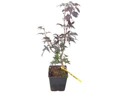 Acer palmatum "Twombly's red sentinel"