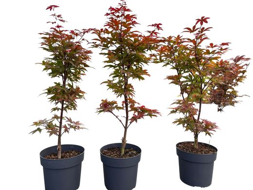 Acer palmatum "Twombly's red sentinel"