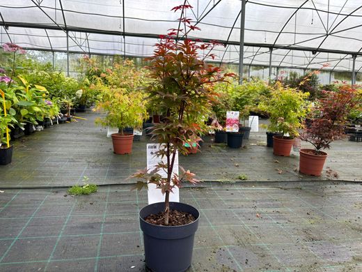 Acer palmatum "Twombly's red sentinel"