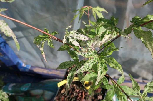 Acer palmatum "Ukigumo", Acer ukigumo