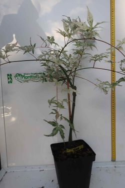 Acer palmatum "Ukigumo", Acer ukigumo