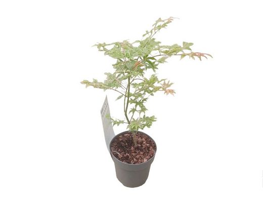 Acer palmatum "Ukigumo", Acer ukigumo