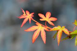 Acer palmatum "Wilson's pink dwarf"