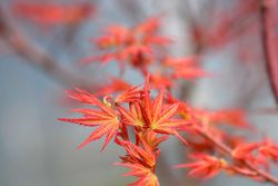 Acer palmatum "Wilson's pink dwarf"
