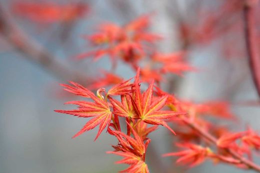 Acer palmatum "Wilson's pink dwarf"