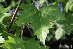 Acer saccharinum, bordo da Flórida