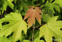 Acer saccharinum, bordo da Flórida