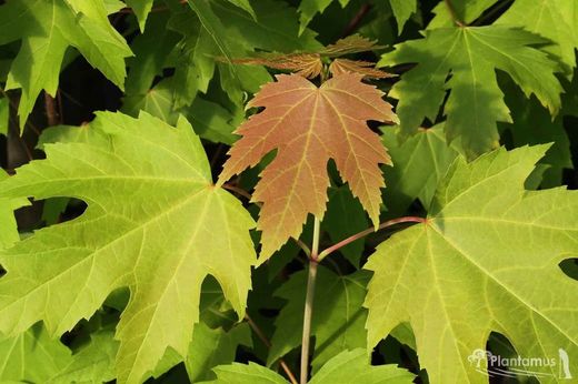 Acer saccharinum, érable de Floride